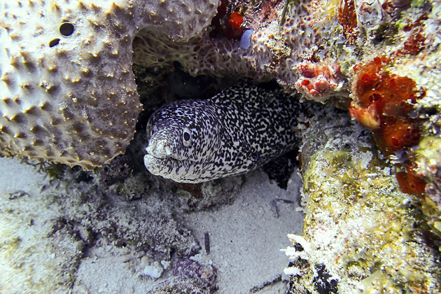 Read more about the article More Diving in Puerto Morelos