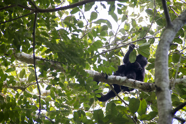 Read more about the article The Howler Monkeys of Punta Laguna