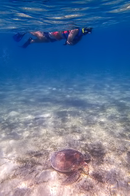 Read more about the article Swimming with Sea Turtles at Akumal