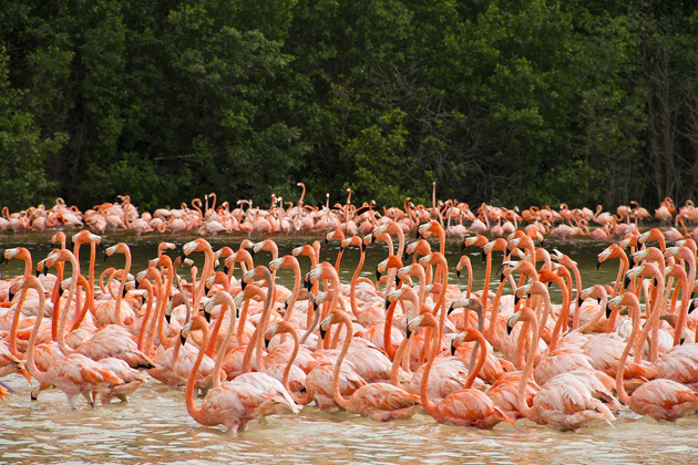 Read more about the article Crocs, Snakes and Flamingos at Celestún