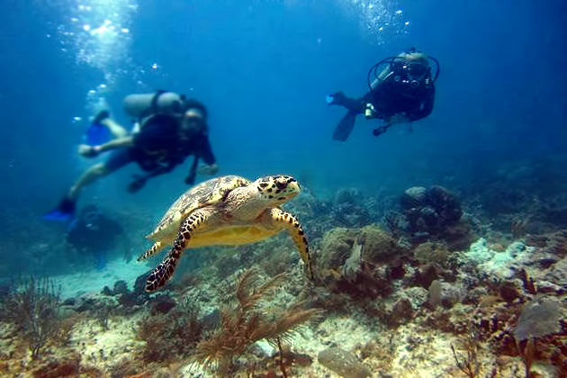 Read more about the article Learning How to Scuba Dive